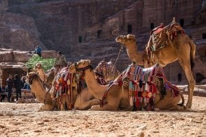 dromedarios del desierto en Marruecos
