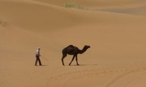 dromedarios marruecos desierto